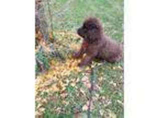 Newfoundland Puppy for sale in Pinckney, MI, USA