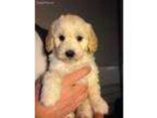 Goldendoodle Puppy for sale in Delaware, OH, USA