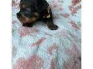 Yorkshire Terrier Puppy for sale in Kissimmee, FL, USA