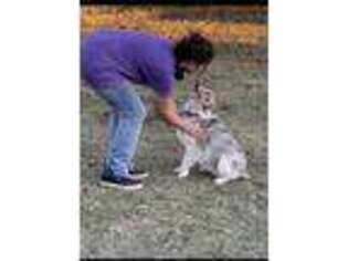 Shetland Sheepdog Puppy for sale in Durant, OK, USA