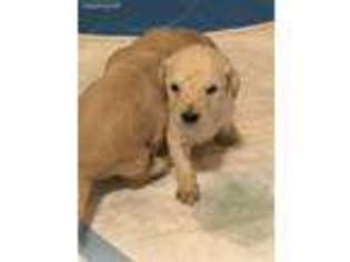 Goldendoodle Puppy for sale in Lyons, OR, USA
