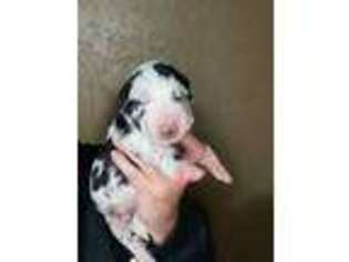 Great Dane Puppy for sale in Eldred, NY, USA