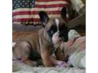 French Bulldog Puppy for sale in Brooklyn, CT, USA