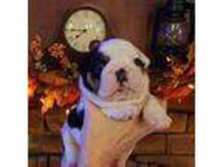 Bulldog Puppy for sale in Cassville, MO, USA