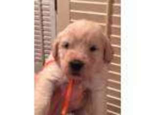 Labradoodle Puppy for sale in Pasadena, MD, USA