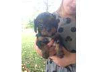 Cavapoo Puppy for sale in Spencerville, IN, USA
