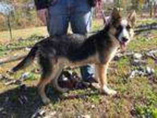 German Shepherd Dog Puppy for sale in Cullman, AL, USA