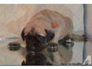 Mastiff Puppy for sale in PERRY, MI, USA