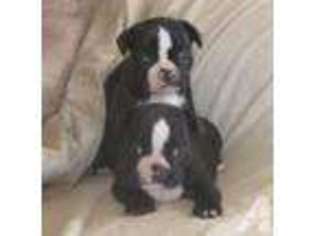 Boston Terrier Puppy for sale in BONHAM, TX, USA