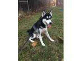 Siberian Husky Puppy for sale in Toledo, OH, USA