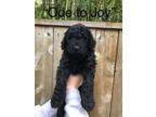 Goldendoodle Puppy for sale in Newberg, OR, USA