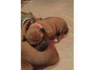 Rhodesian Ridgeback Puppy for sale in Bentonville, AR, USA