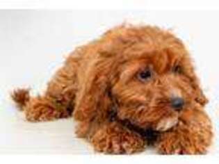 Cavapoo Puppy for sale in Dayton, OH, USA
