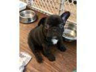 French Bulldog Puppy for sale in Madison, MS, USA