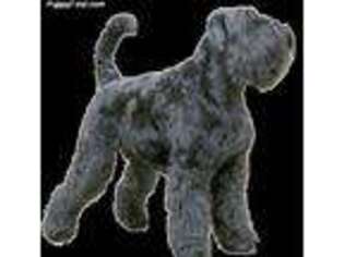 Black Russian Terrier Puppy for sale in Memphis, TN, USA