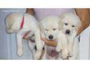 Labrador Retriever Puppy for sale in Delhi, NY, USA