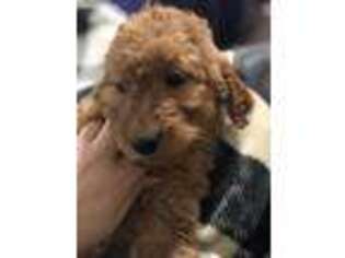 Goldendoodle Puppy for sale in Bethelridge, KY, USA