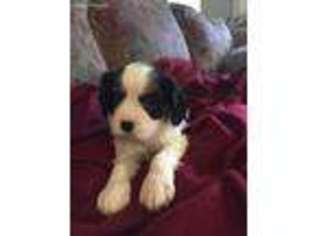 Cavalier King Charles Spaniel Puppy for sale in Strongsville, OH, USA