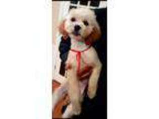 Shih-Poo Puppy for sale in Natchez, MS, USA