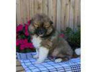 Pomeranian Puppy for sale in Cayuga, NY, USA
