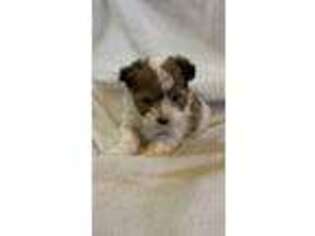 Havanese Puppy for sale in Ashland, OH, USA