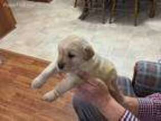 Golden Retriever Puppy for sale in Easley, SC, USA