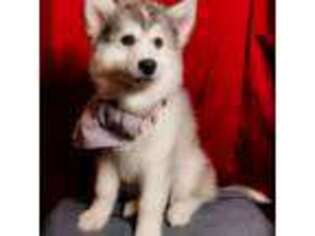 Siberian Husky Puppy for sale in Lindale, TX, USA