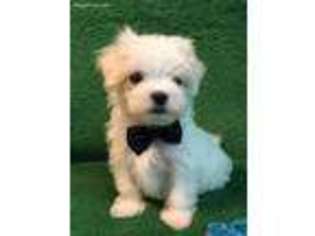 Maltese Puppy for sale in Sycamore, GA, USA