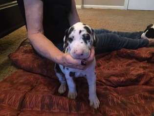 Great Dane Puppy for sale in Cave Creek, AZ, USA