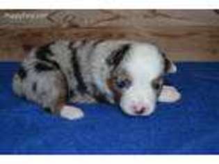 Miniature Australian Shepherd Puppy for sale in Cunningham, TN, USA