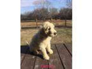 Goldendoodle Puppy for sale in Mcloud, OK, USA