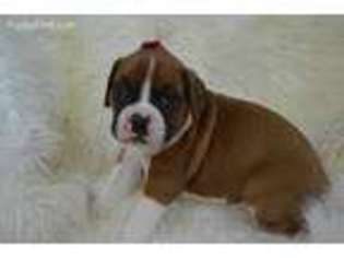 Boxer Puppy for sale in Caulfield, MO, USA