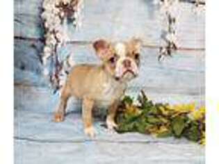 Boston Terrier Puppy for sale in Clarksburg, WV, USA