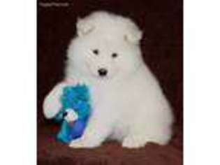 Samoyed Puppy for sale in Hawthorne, CA, USA