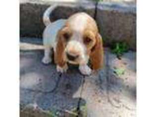 Basset Hound Puppy for sale in Albuquerque, NM, USA