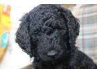 Labradoodle Puppy for sale in Celina, OH, USA