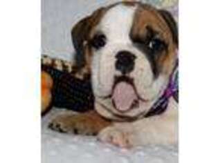 Bulldog Puppy for sale in Pine Mountain, GA, USA