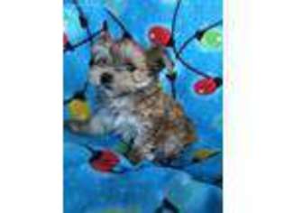 Mutt Puppy for sale in Richardson, TX, USA