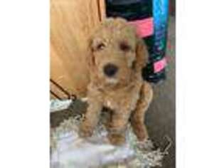 Labradoodle Puppy for sale in Cambridge, IA, USA