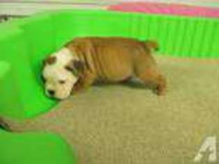 Bulldog Puppy for sale in MERIDIAN, MS, USA