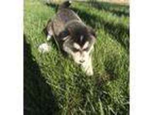 Alaskan Malamute Puppy for sale in Amarillo, TX, USA