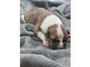 American Bulldog Puppy for sale in Douglasville, GA, USA