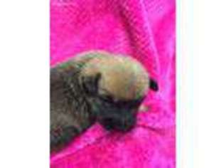 Cairn Terrier Puppy for sale in Columbus, OH, USA