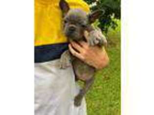 French Bulldog Puppy for sale in Sachse, TX, USA