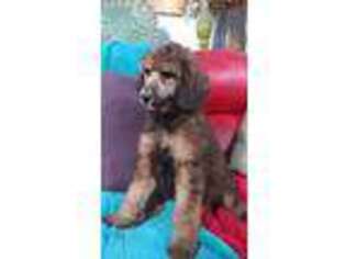 Mutt Puppy for sale in Huntington, AR, USA