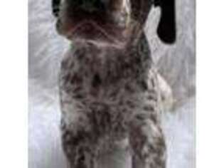 German Shorthaired Pointer Puppy for sale in Hillside, NJ, USA