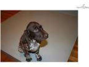 German Shorthaired Pointer Puppy for sale in Albany, NY, USA