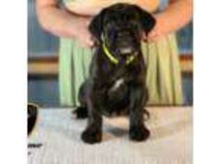 Cane Corso Puppy for sale in Marinette, WI, USA