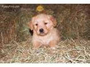 Golden Retriever Puppy for sale in Elbert, CO, USA