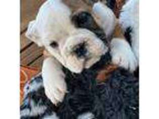 Bulldog Puppy for sale in Toccoa, GA, USA